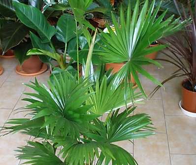Livistonia