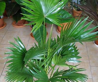 Livistonia
