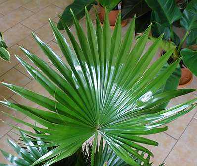 Livistonia