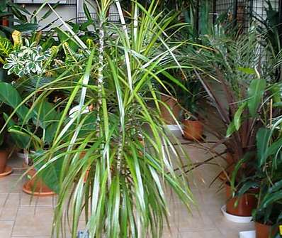 Dracena marginata