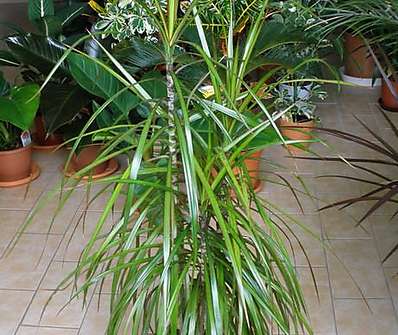 Dracena marginata