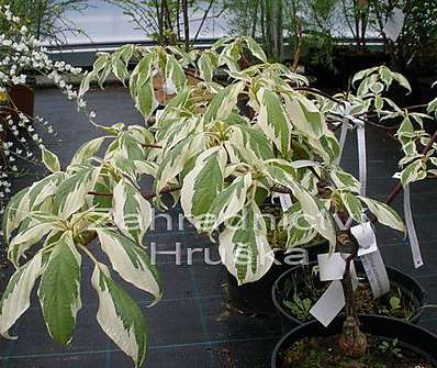 svída - Cornus controversa 'Variegata'.