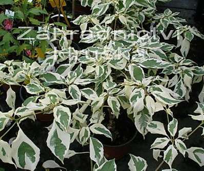 svída - Cornus controversa 'Variegata'.