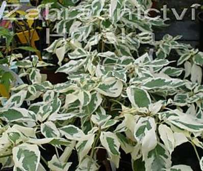 svída - Cornus controversa 'Variegata'.