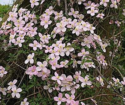 plamének - Clematis montana Warwickshire Rose