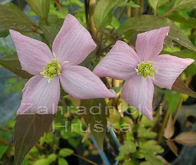 plamének - Clematis montana Warwickshire Rose