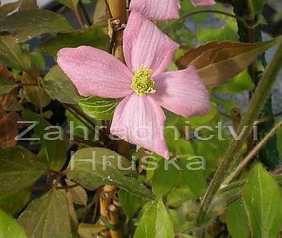 plamének - Clematis montana Warwickshire Rose
