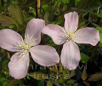 plamének - Clematis montana Warwickshire Rose