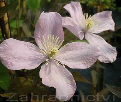 plamének - Clematis montana Warwickshire Rose