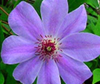 plamének - Clematis 'Sir Garnet Wolseley'