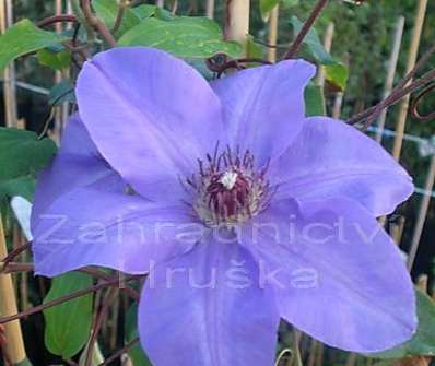 plamének - Clematis  hybrida 'Sieboldii'