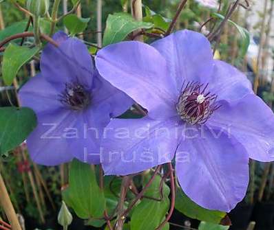 plamének - Clematis  hybrida 'Sieboldii'