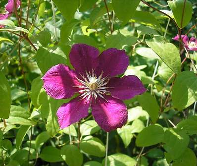 plamének - Clematis 'Ernest Markham'