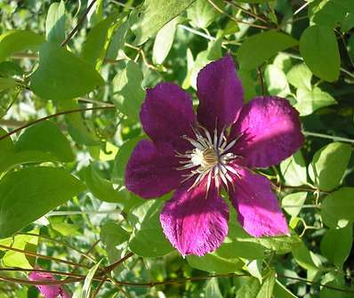 plamének - Clematis 'Ernest Markham'