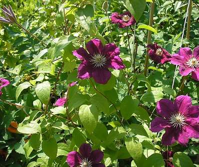 plamének - Clematis 'Ernest Markham'