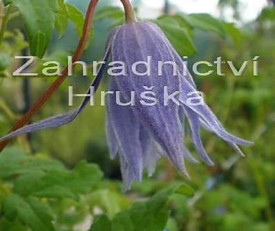 plamének - Clematis 'Maidwell Hall'