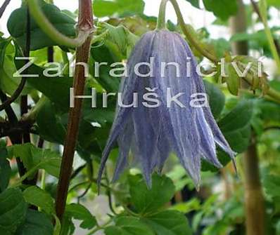 plamének - Clematis 'Maidwell Hall'