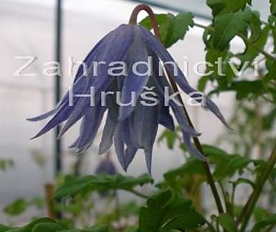 plamének - Clematis 'Maidwell Hall'
