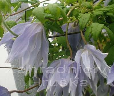 plamének - Clematis 'Maidwell Hall'