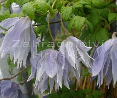 plamének - Clematis 'Maidwell Hall'