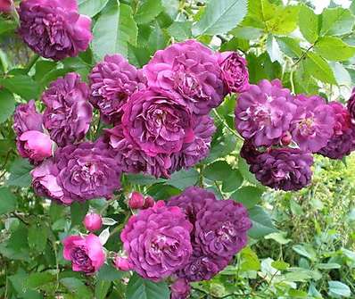 Růže Blue Ramble