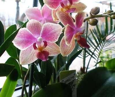 Phalenopsis