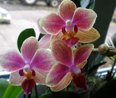 Phalenopsis