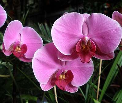 Phalenopsis