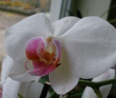 Phalenopsis