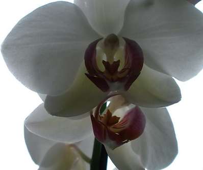Phalenopsis