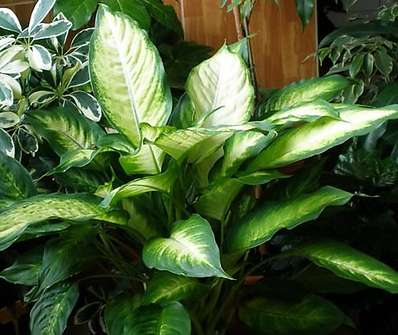 Diffenbachia