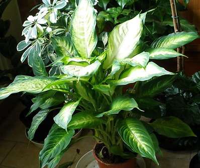 Diffenbachia