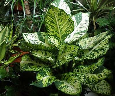 Diffenbachia