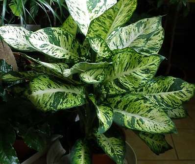 Diffenbachia