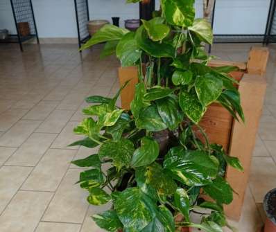 Scindapsus