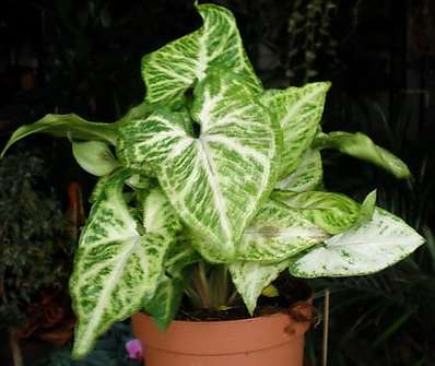 Syngonium