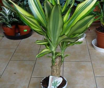 Dracena Yelow Coast