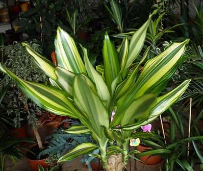 Dracena Yelow Coast