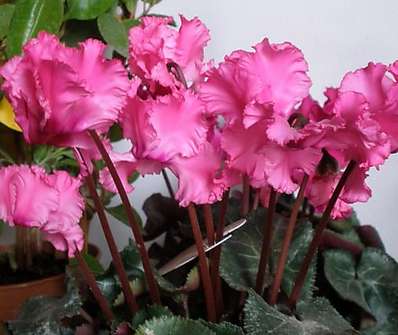 Cyclamen