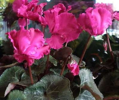Cyclamen