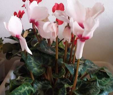 Cyclamen