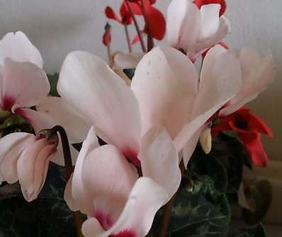 Cyclamen