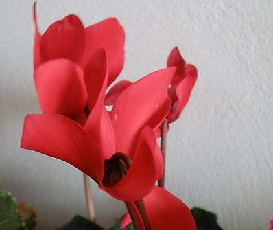 Cyclamen