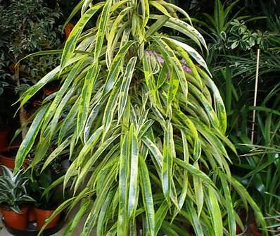 Ficus Bin Alli Variegata