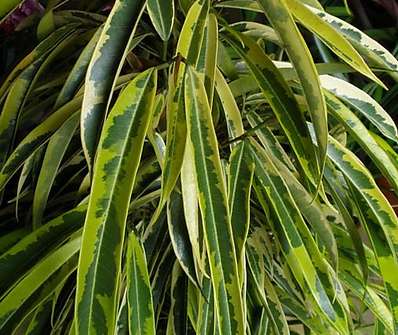 Ficus Bin Alli Variegata
