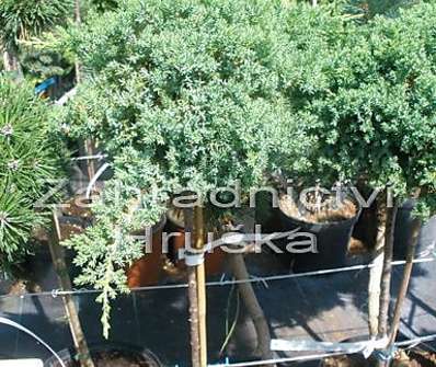 jalovec - Juniperus procumbens 'Nana'.KM