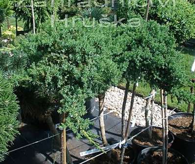 jalovec - Juniperus procumbens 'Nana'.KM