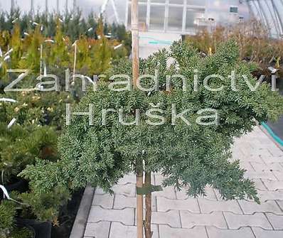 jalovec - Juniperus procumbens 'Nana'.KM