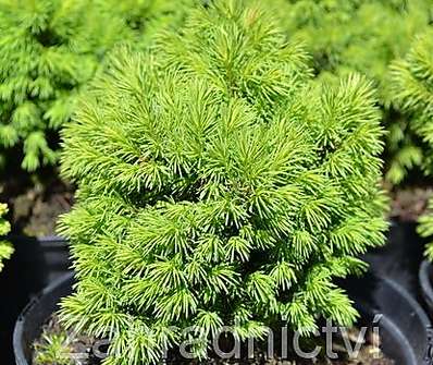 smrk - Picea glauca 'Alberta Globe'