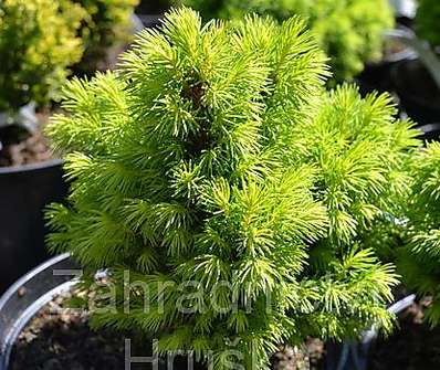 smrk - Picea glauca 'Alberta Globe'